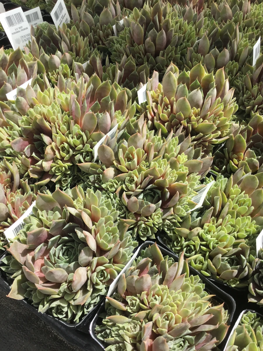 Hens and Chicks