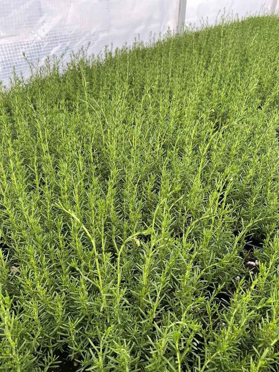 Pineleaf Beardtongue