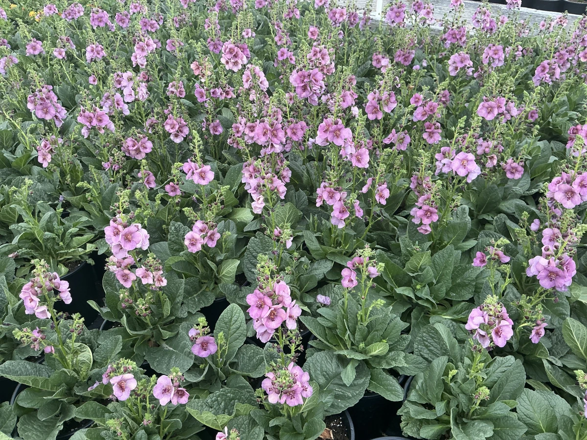 Mullein