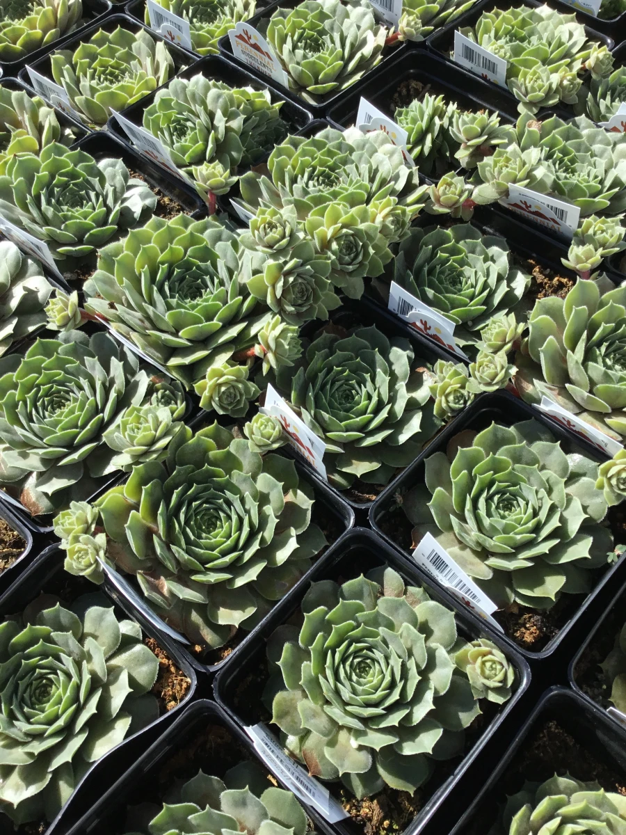 Hens and Chicks
