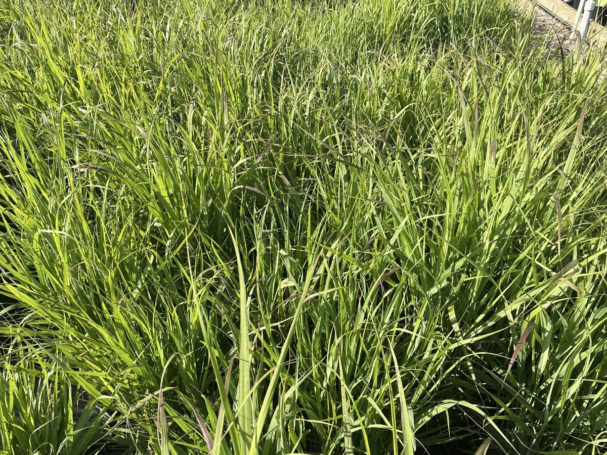 Switch Grass