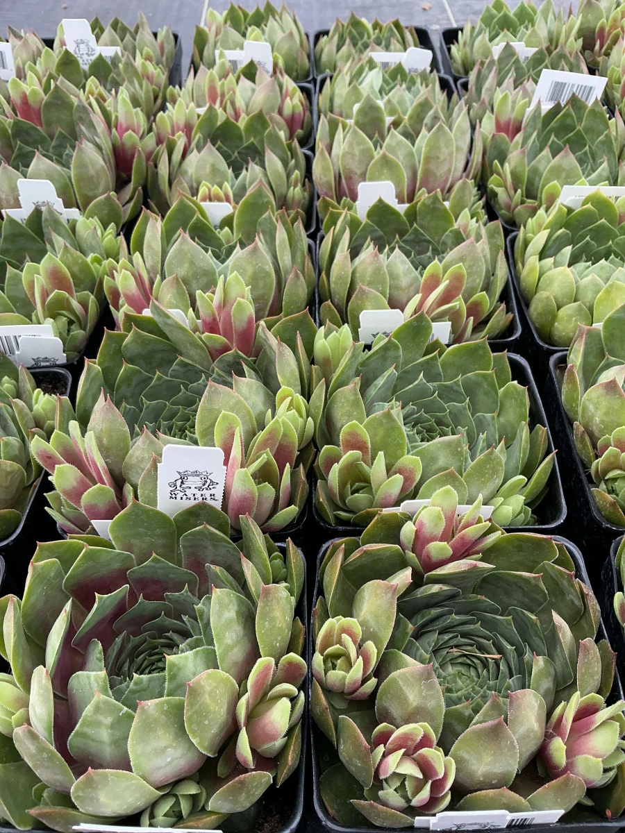 Hens and Chicks