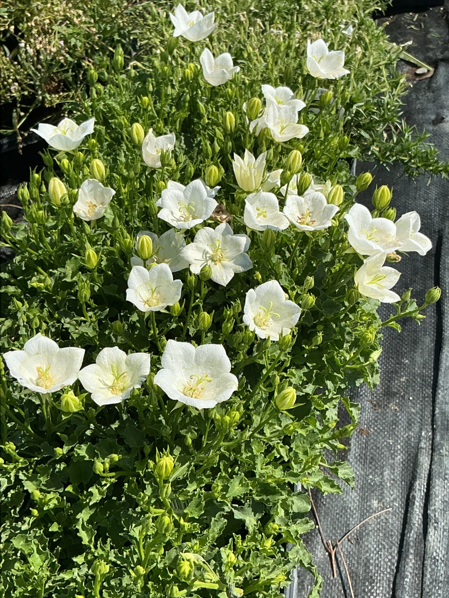 Bellflower