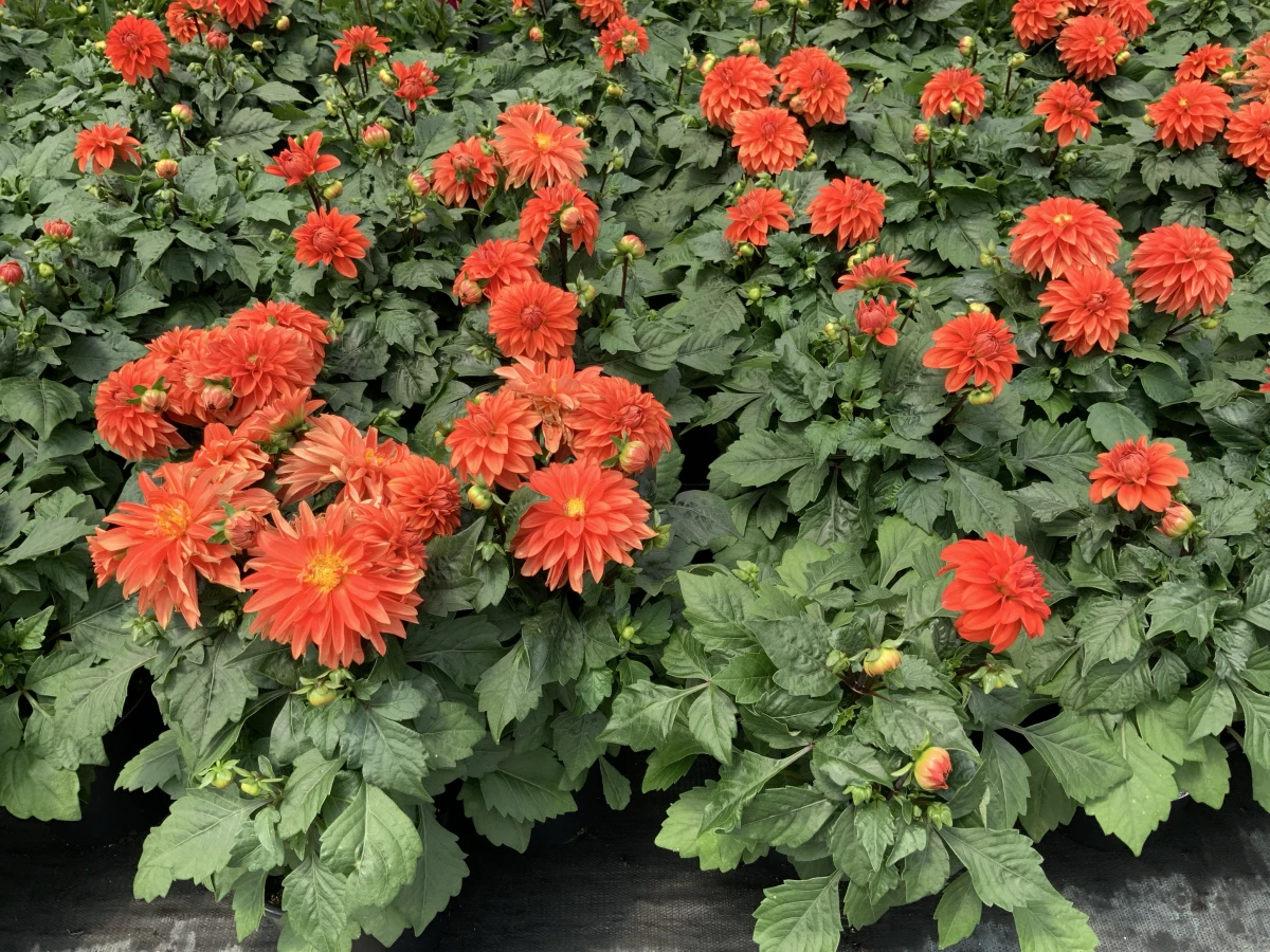 (orange)
