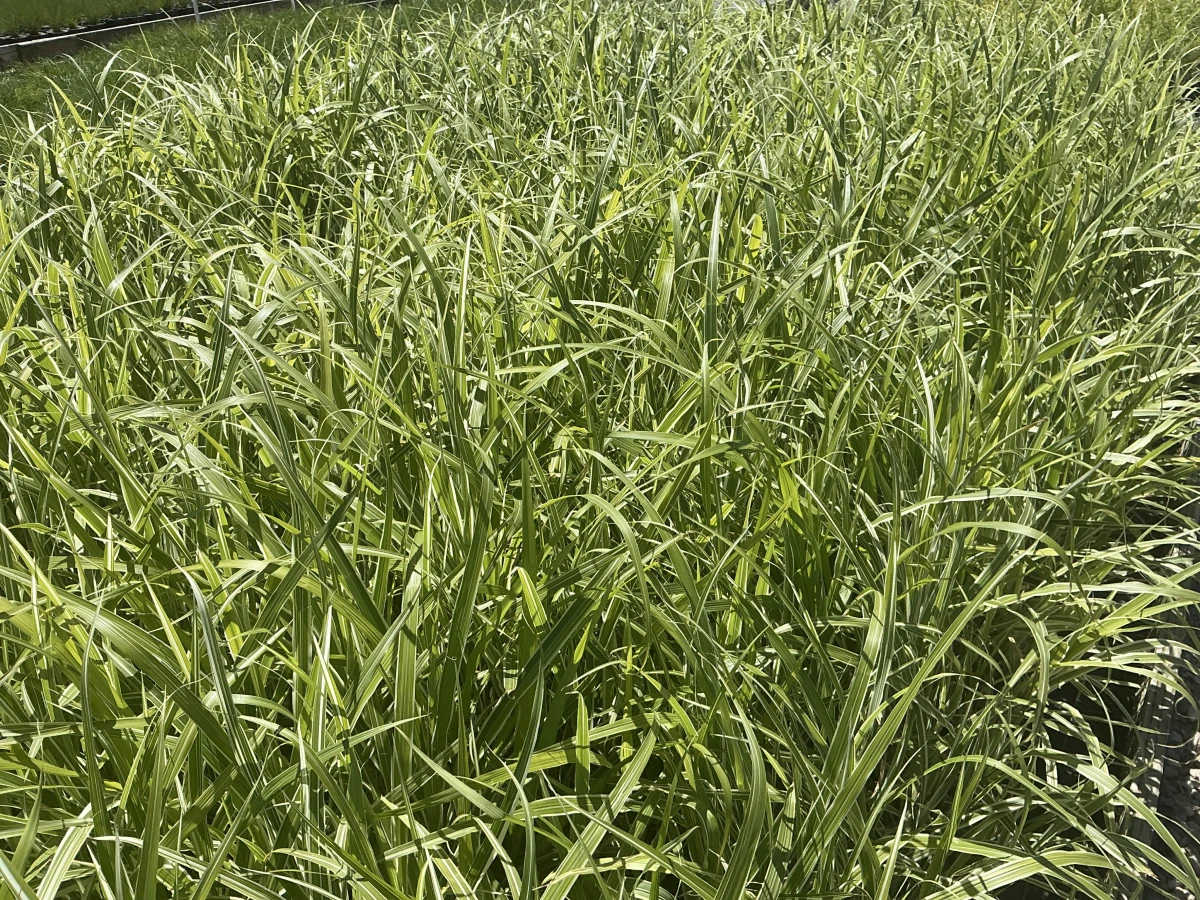 Maiden Grass, Variegated Japanese Silver Grass