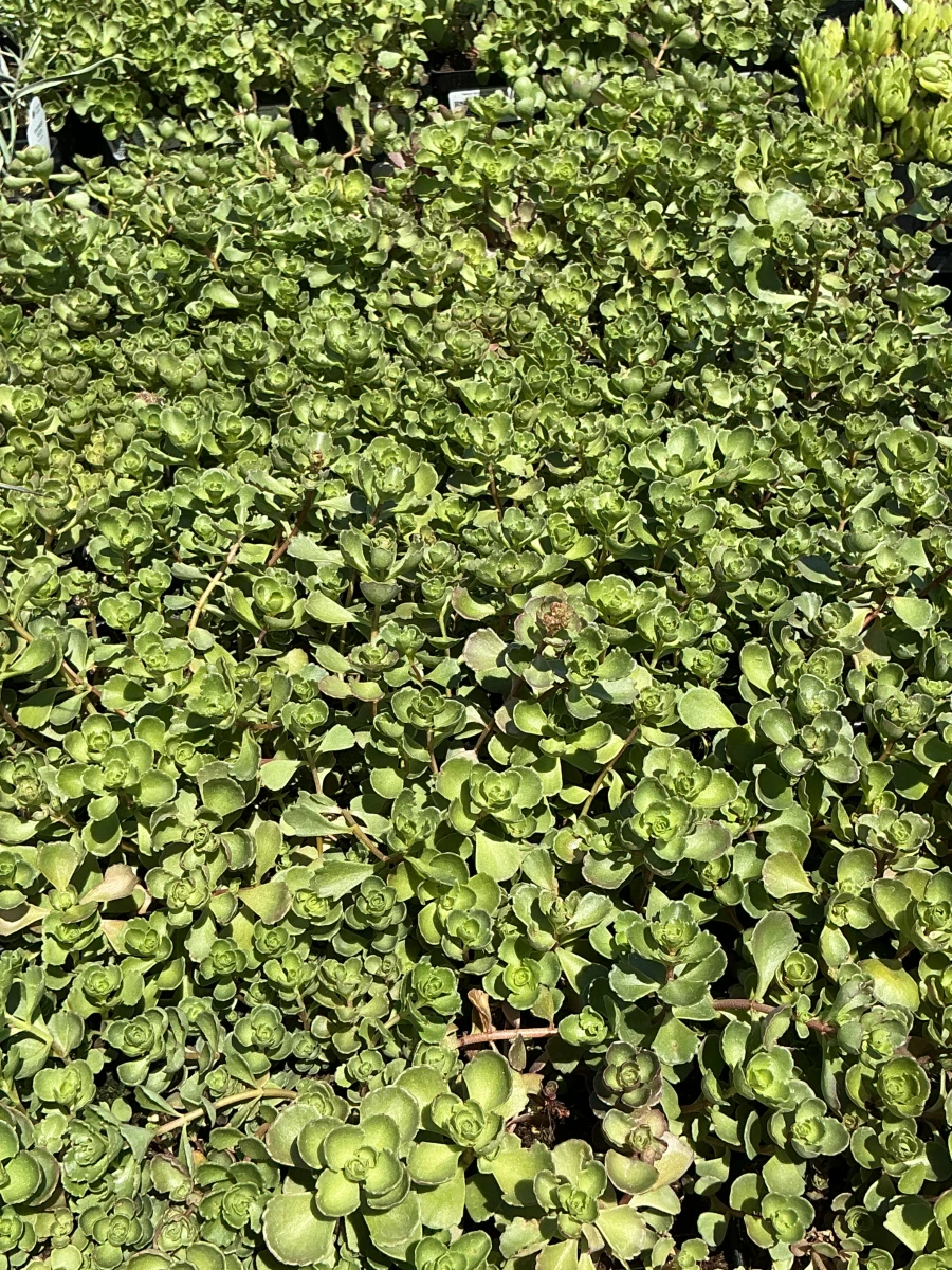 Stonecrop