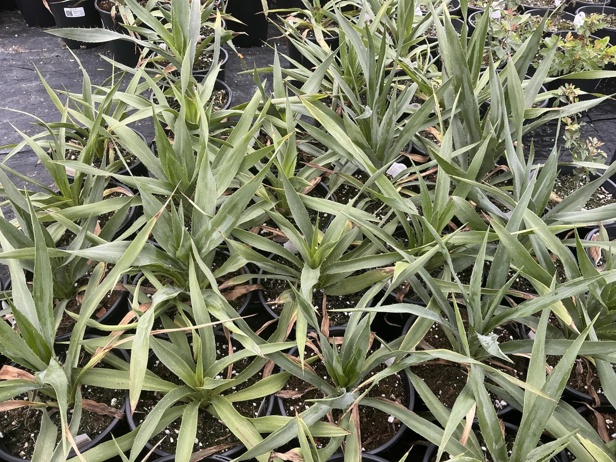 Rattlesnake Master