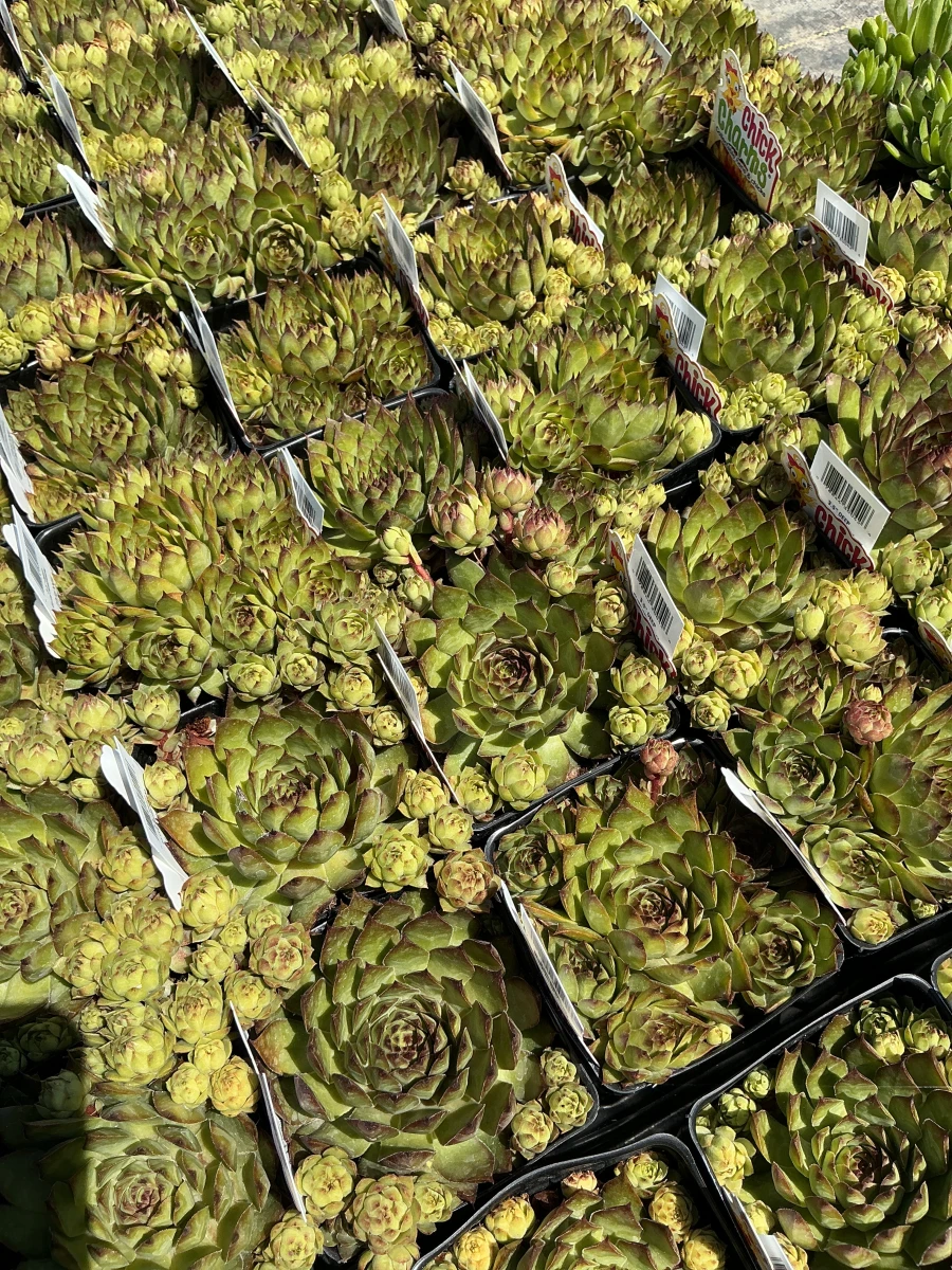 Hens and Chicks