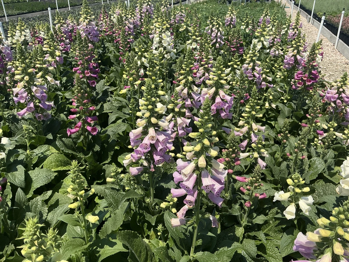 Foxglove