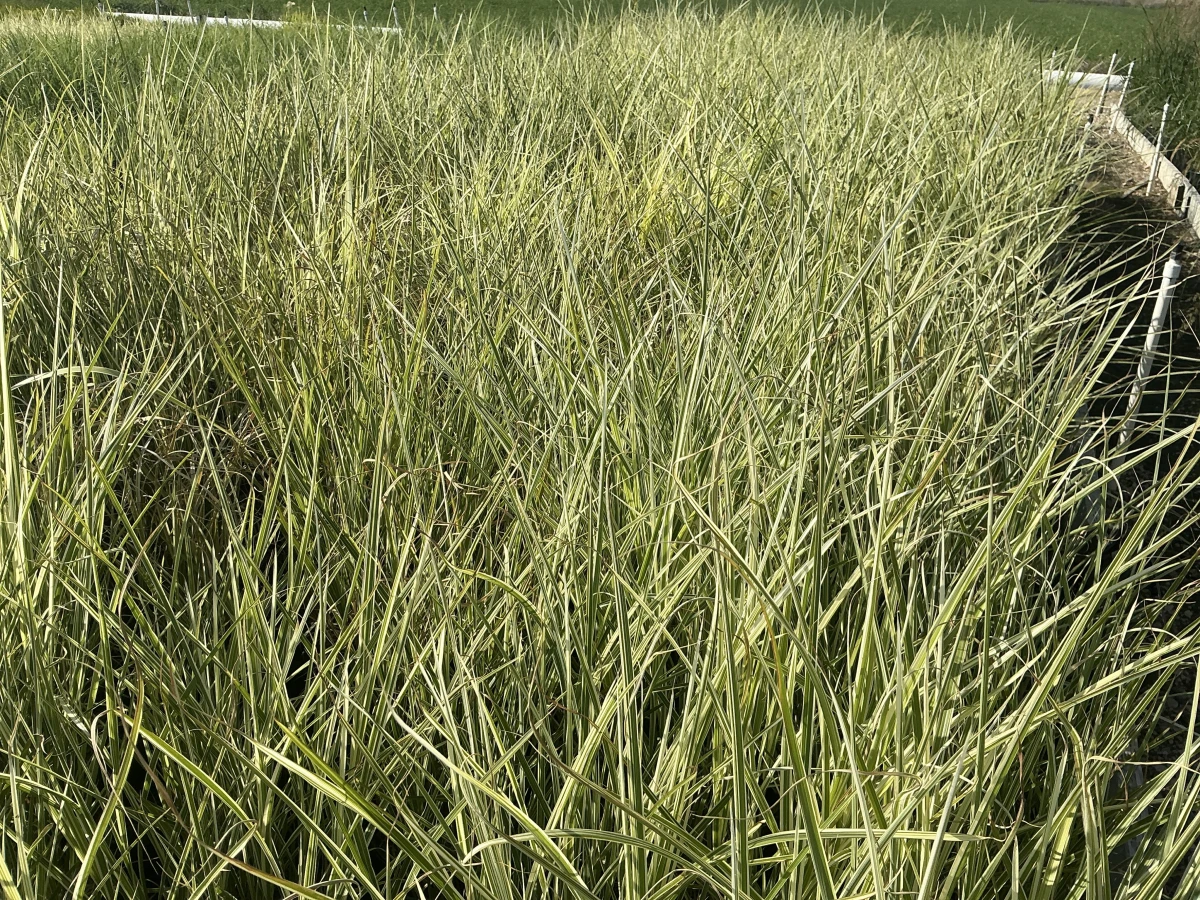 Maiden Grass