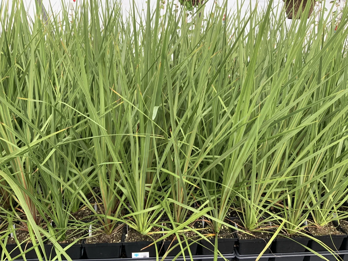 Green Spike