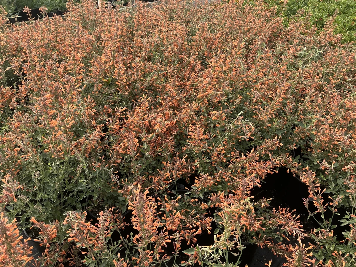 Hyssop, Hummingbird Mint