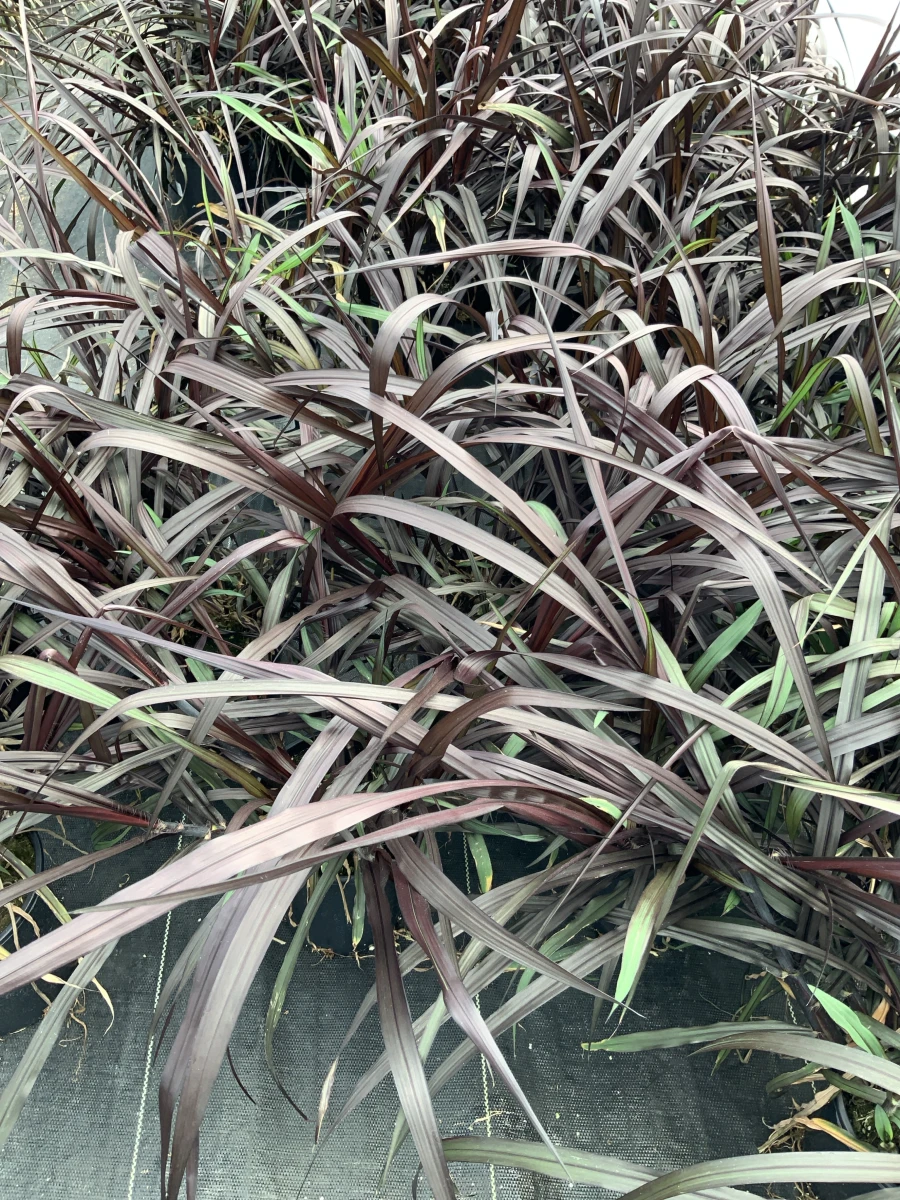 Ornamental Napier Grass