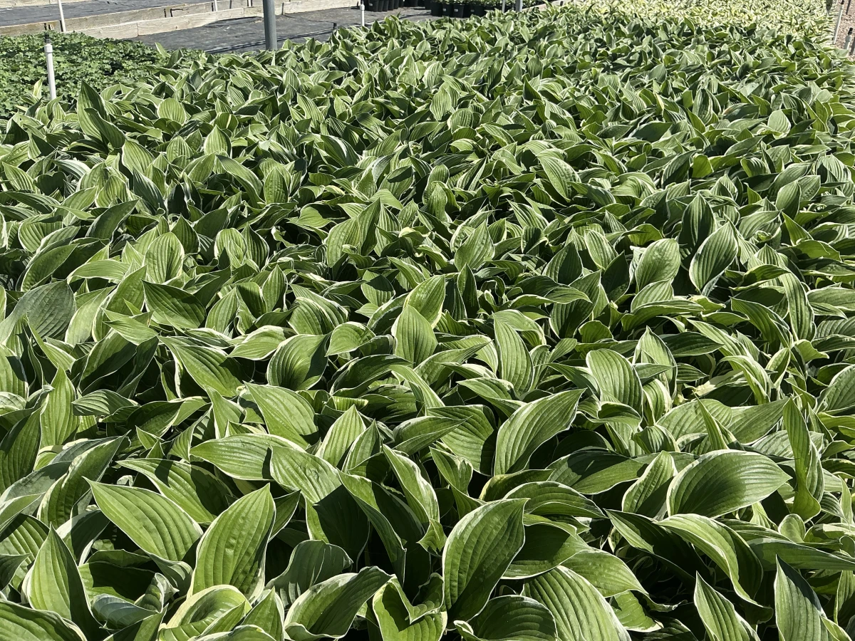 Plantain Lily