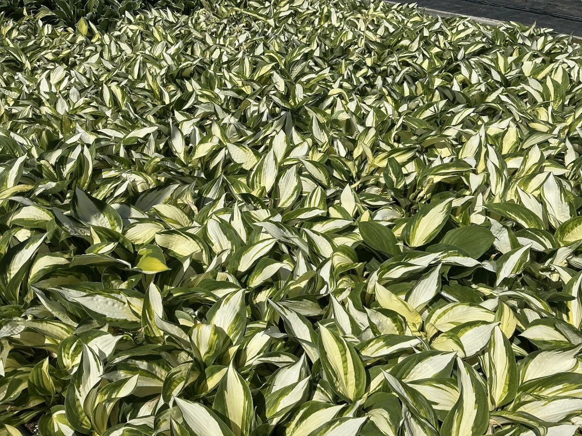 Plantain Lily
