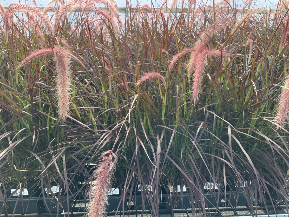 Purple Fountain Grass