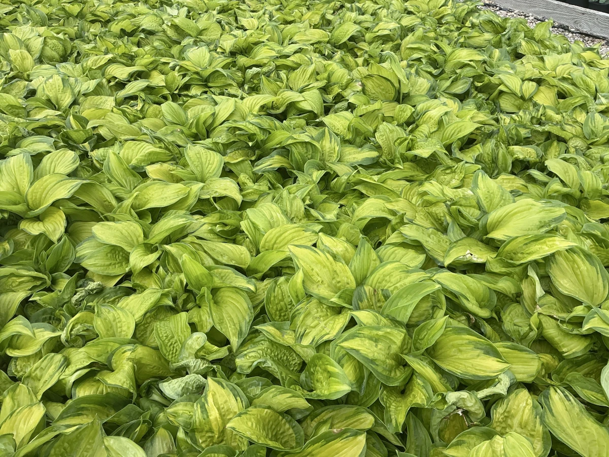 Plantain Lily
