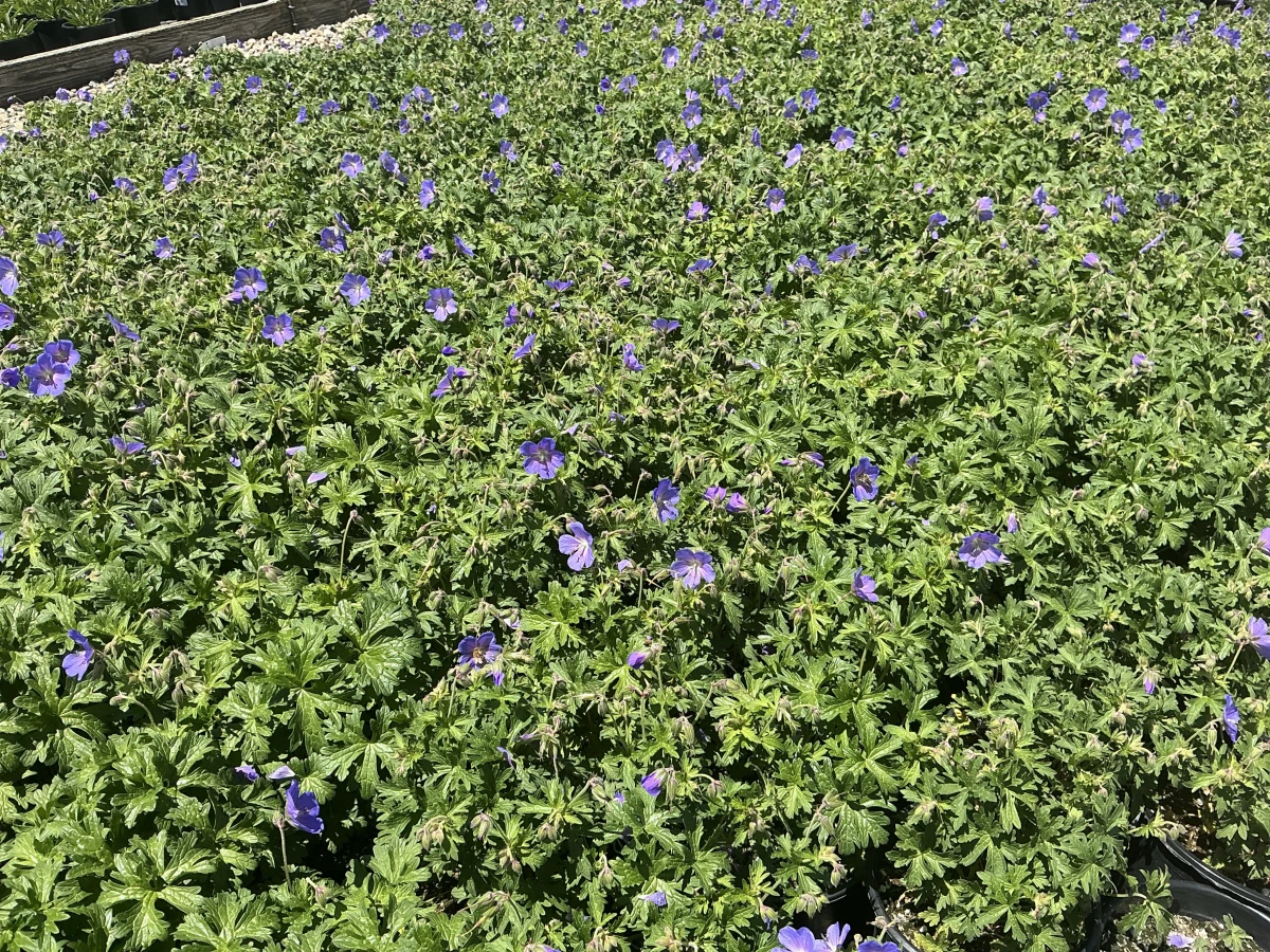 Cranesbill