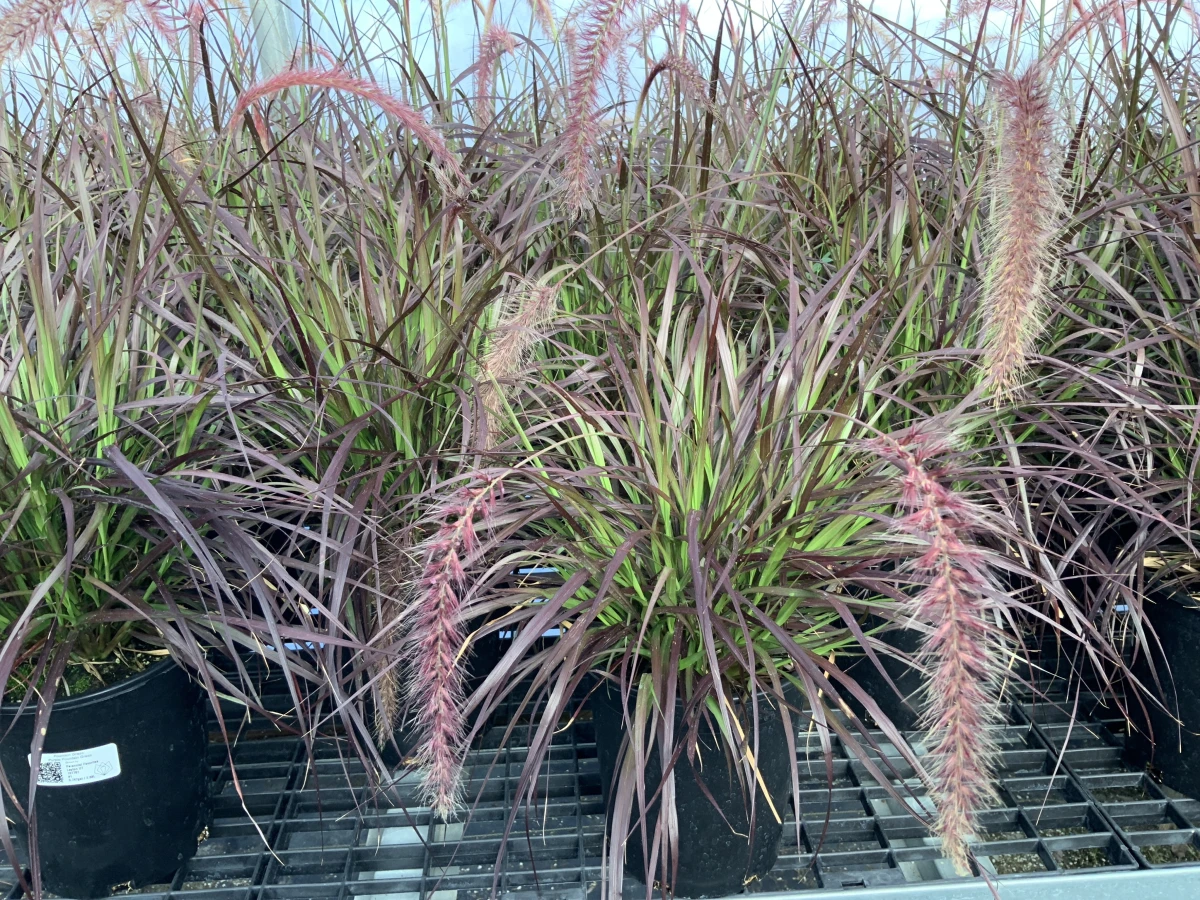 Purple Fountain Grass