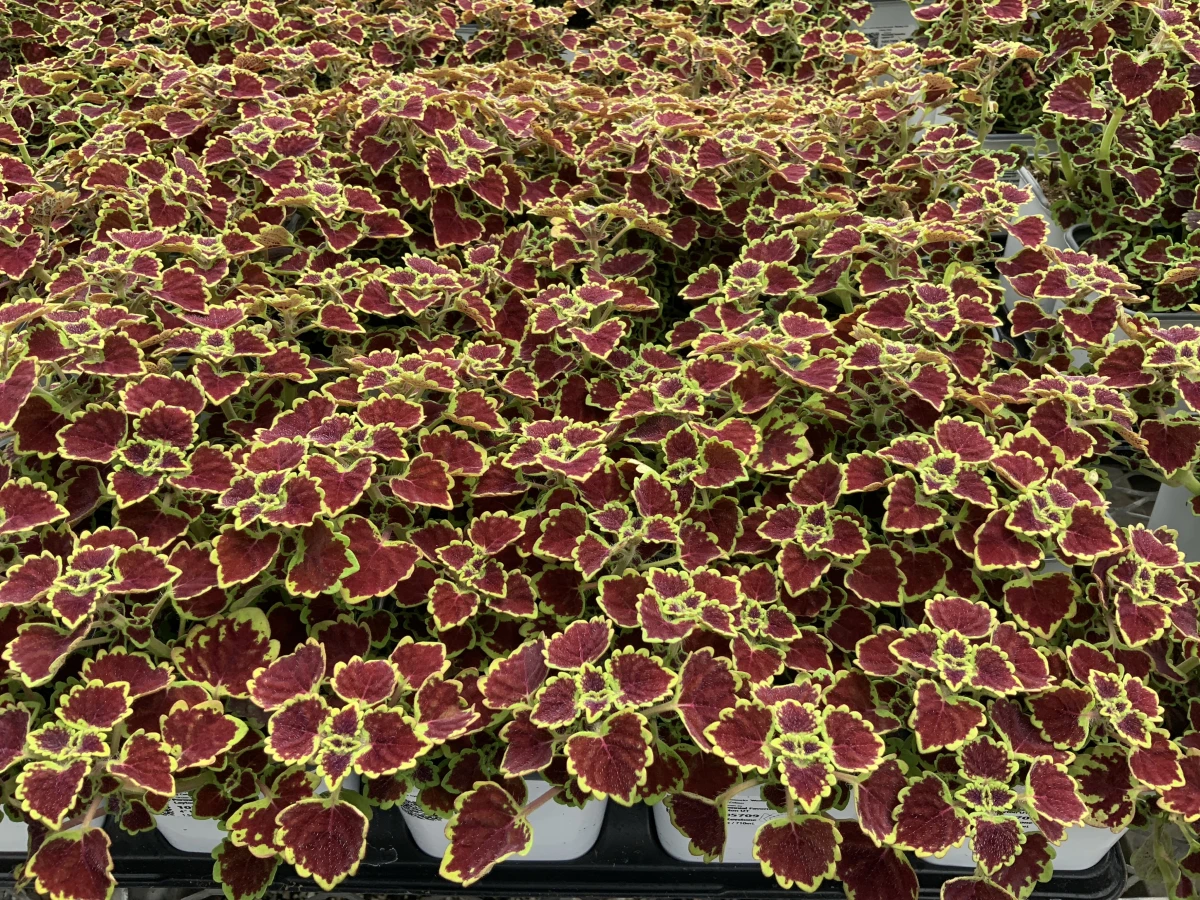Trailing Coleus