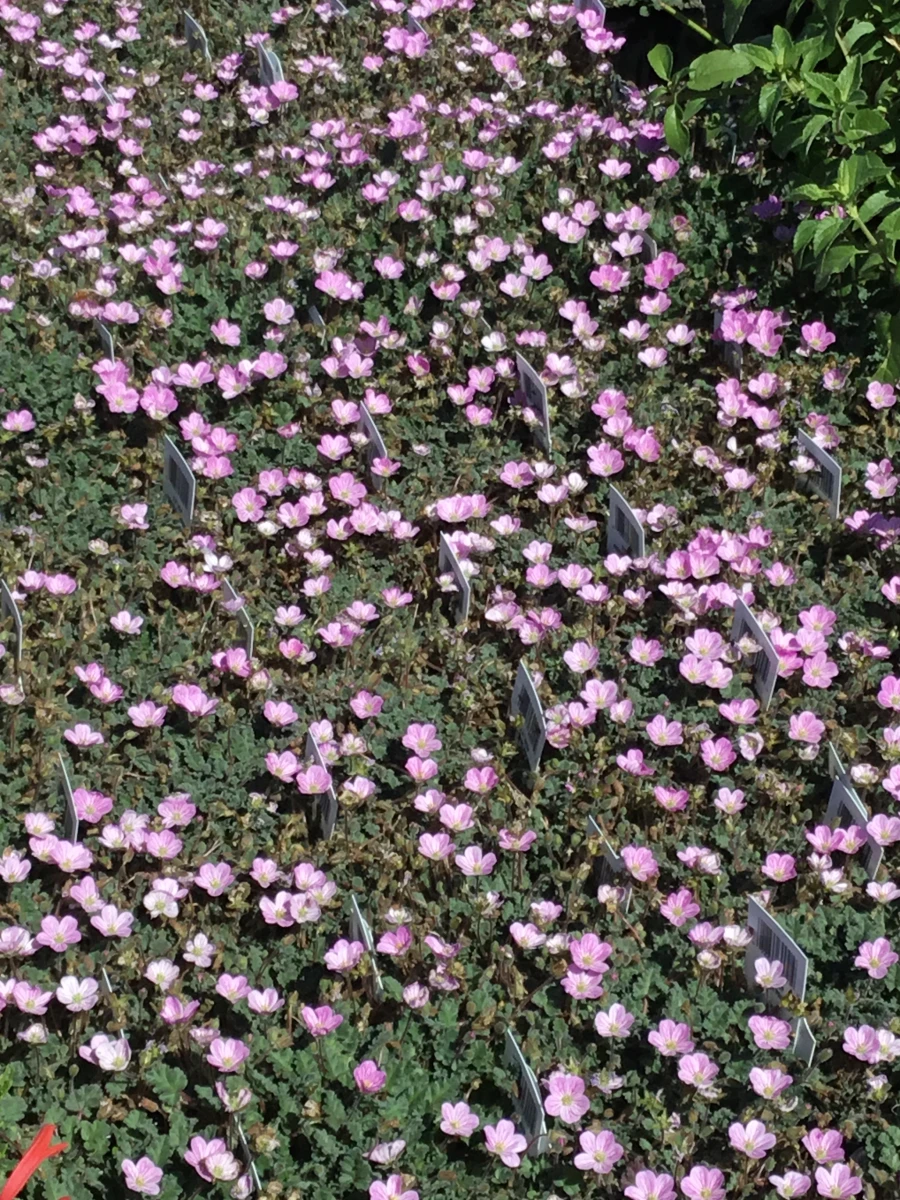 Heronsbill