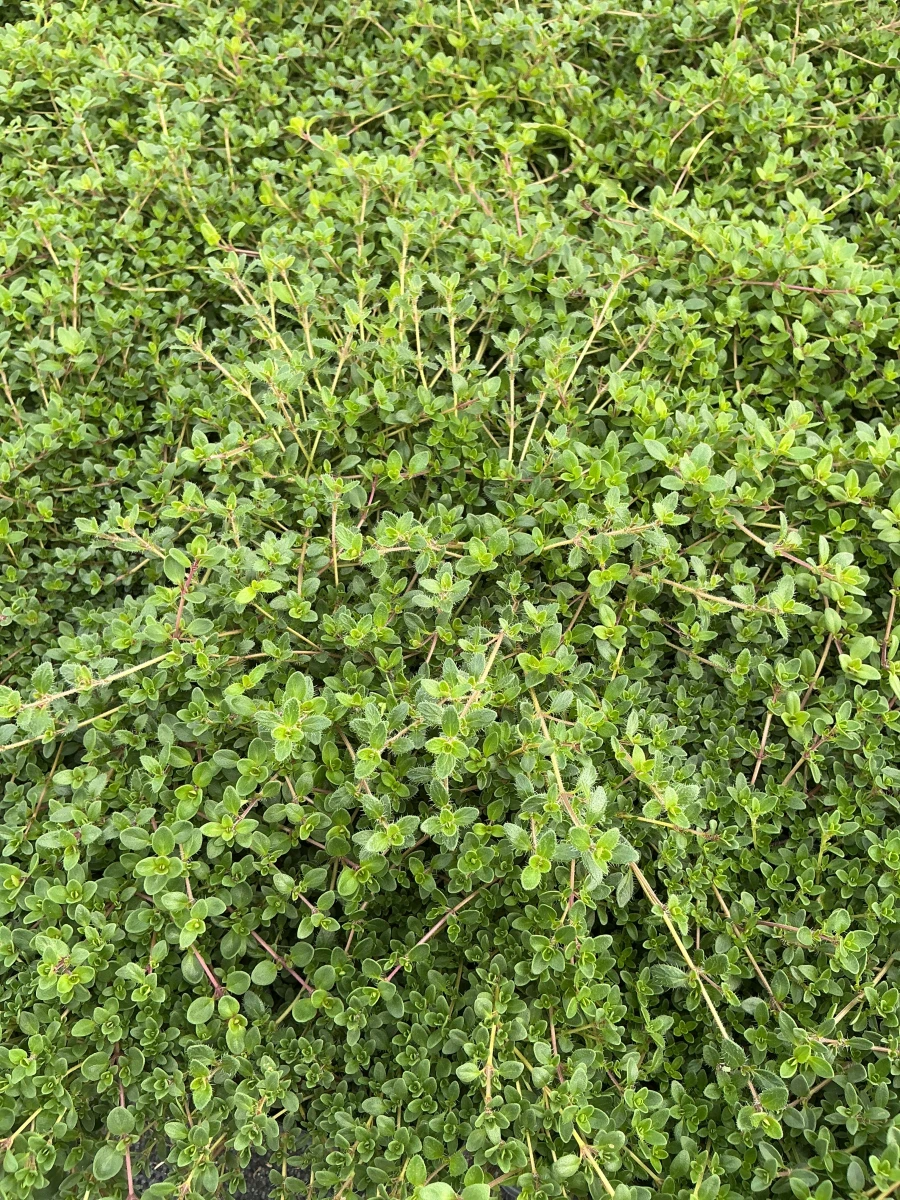 Creeping Thyme