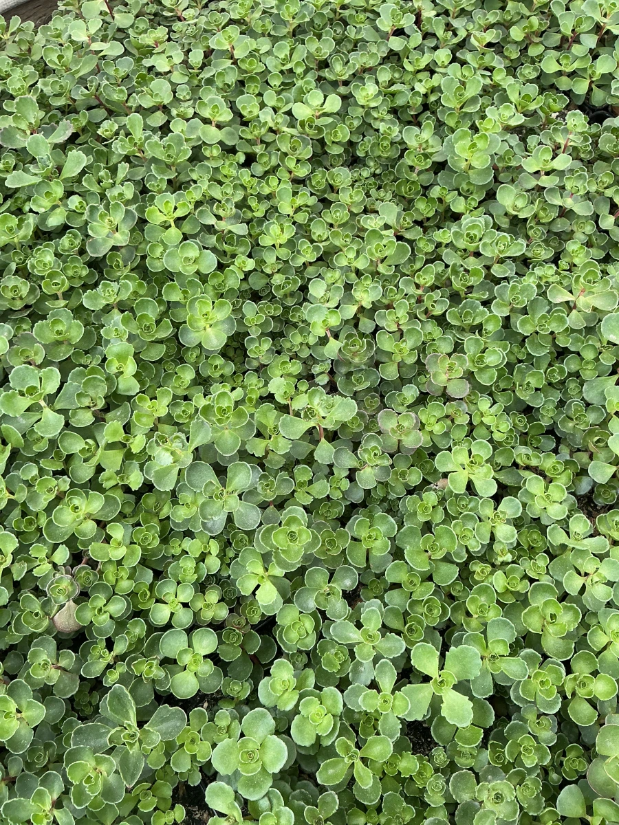 Stonecrop