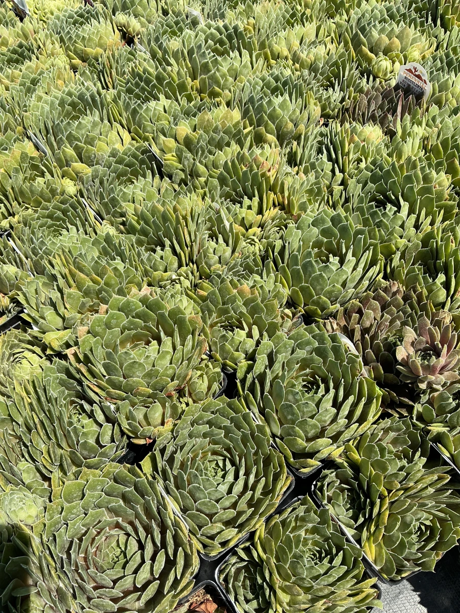 Hens and Chicks