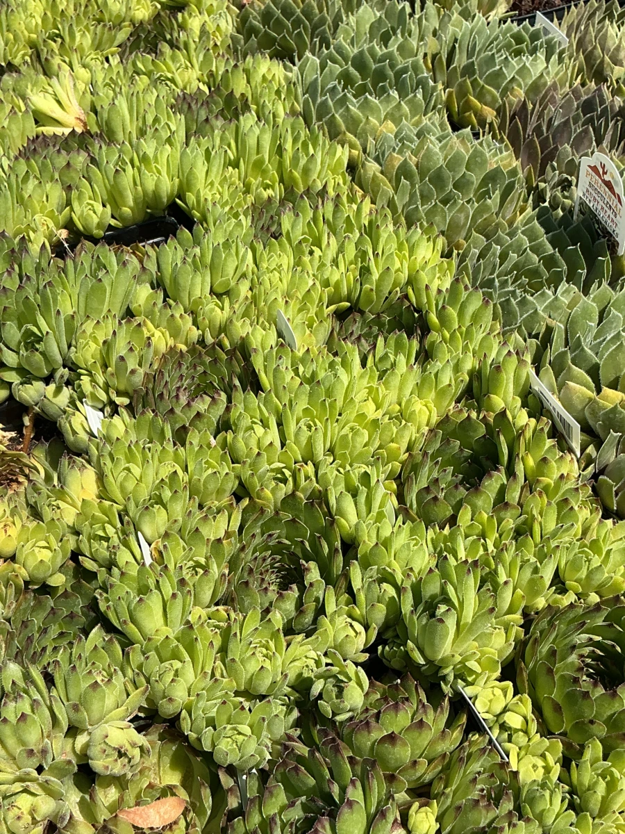 Hens and Chicks