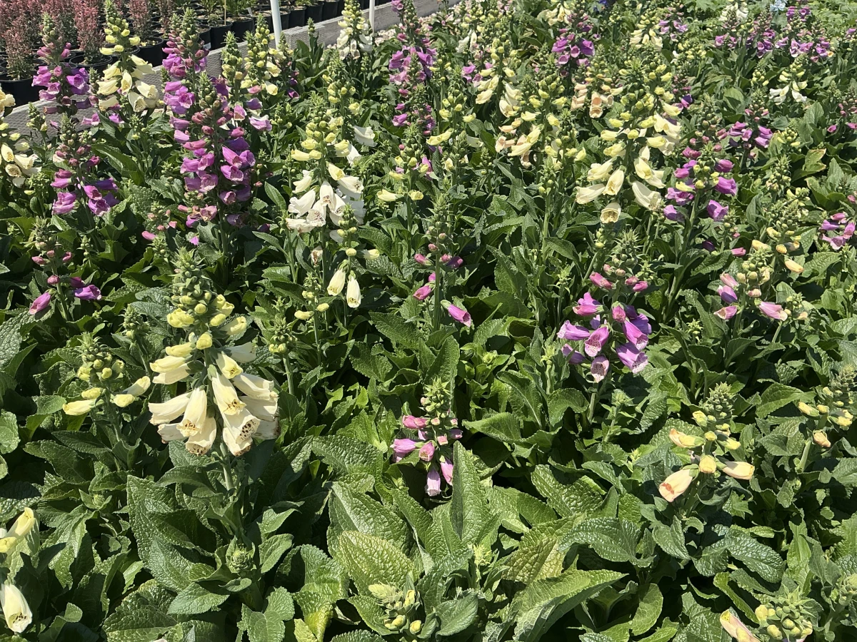 Foxglove