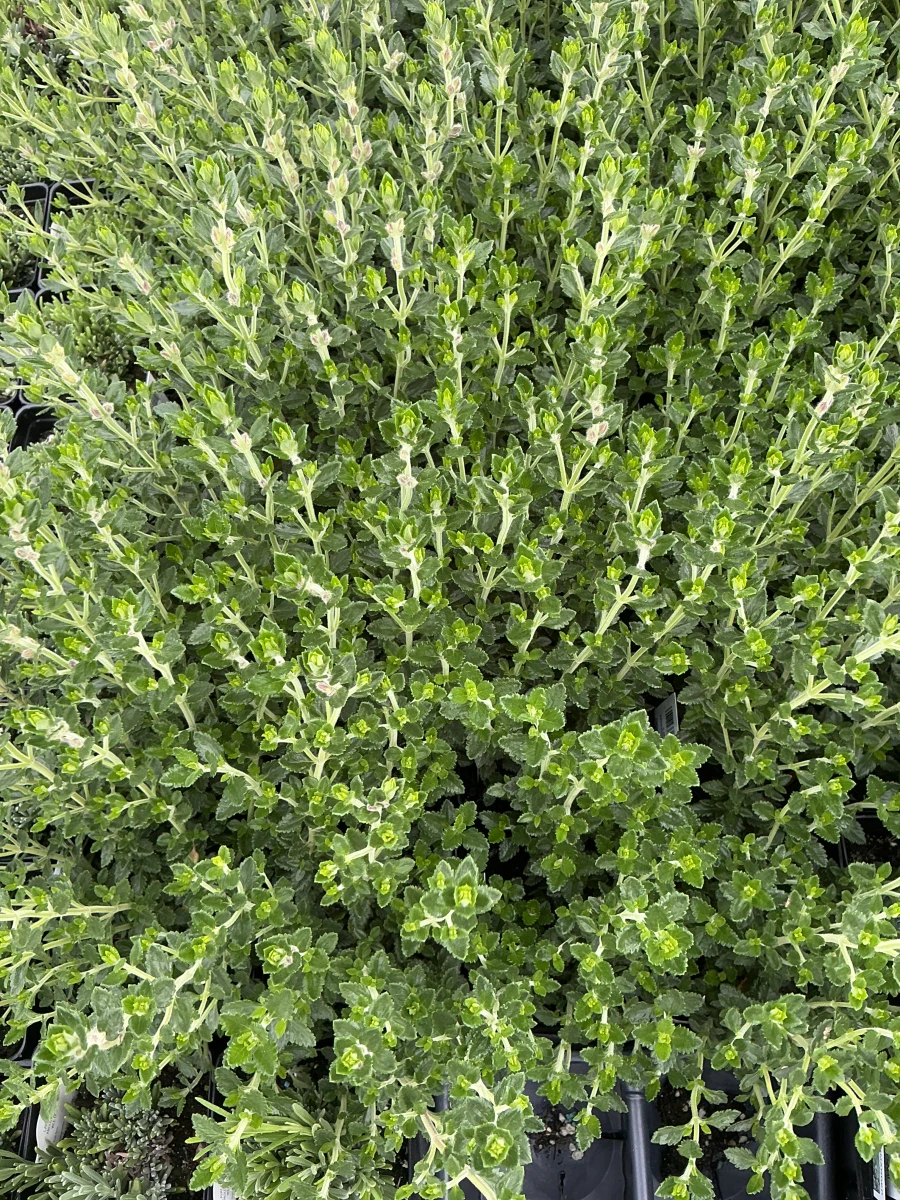 Germander