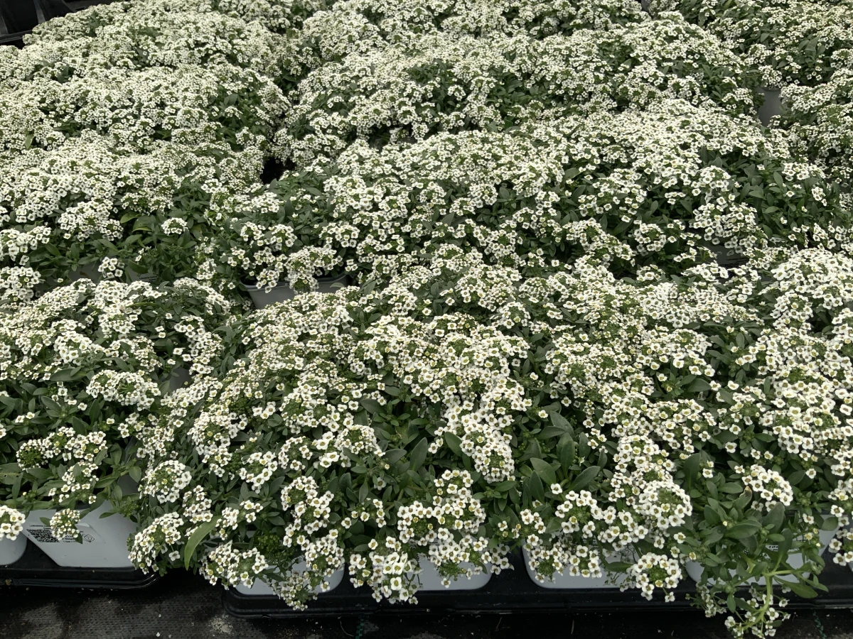 Sweet Alyssum