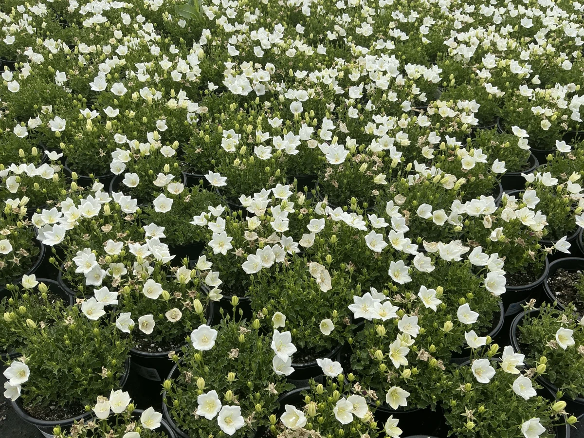 Bellflower