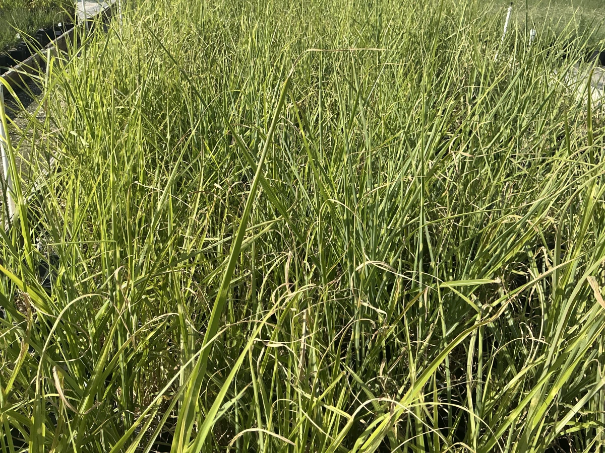 Maiden Grass, Japanese Silver Grass
