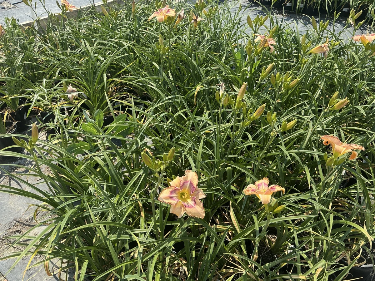 Daylily