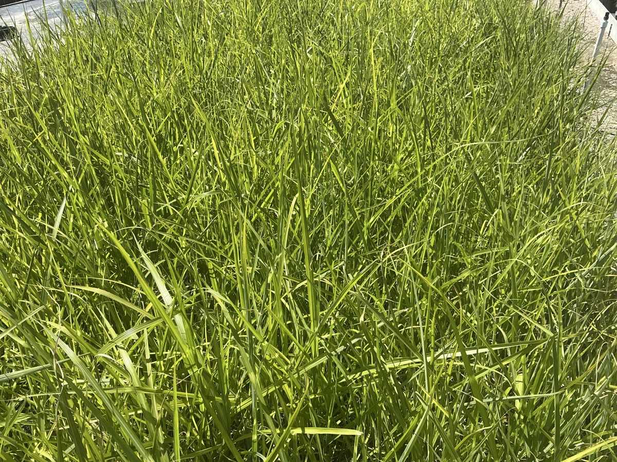 Maiden Grass, Japanese Silver Grass