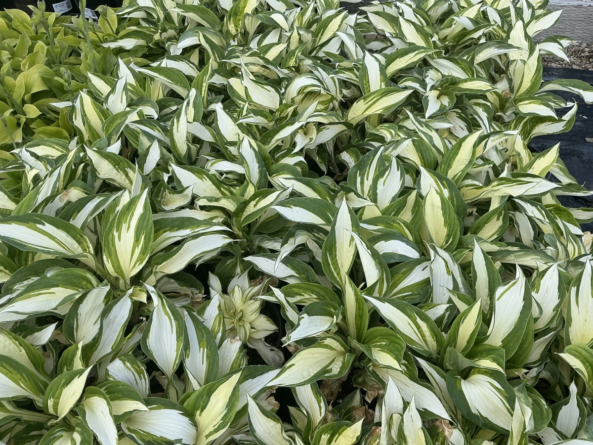 Plantain Lily