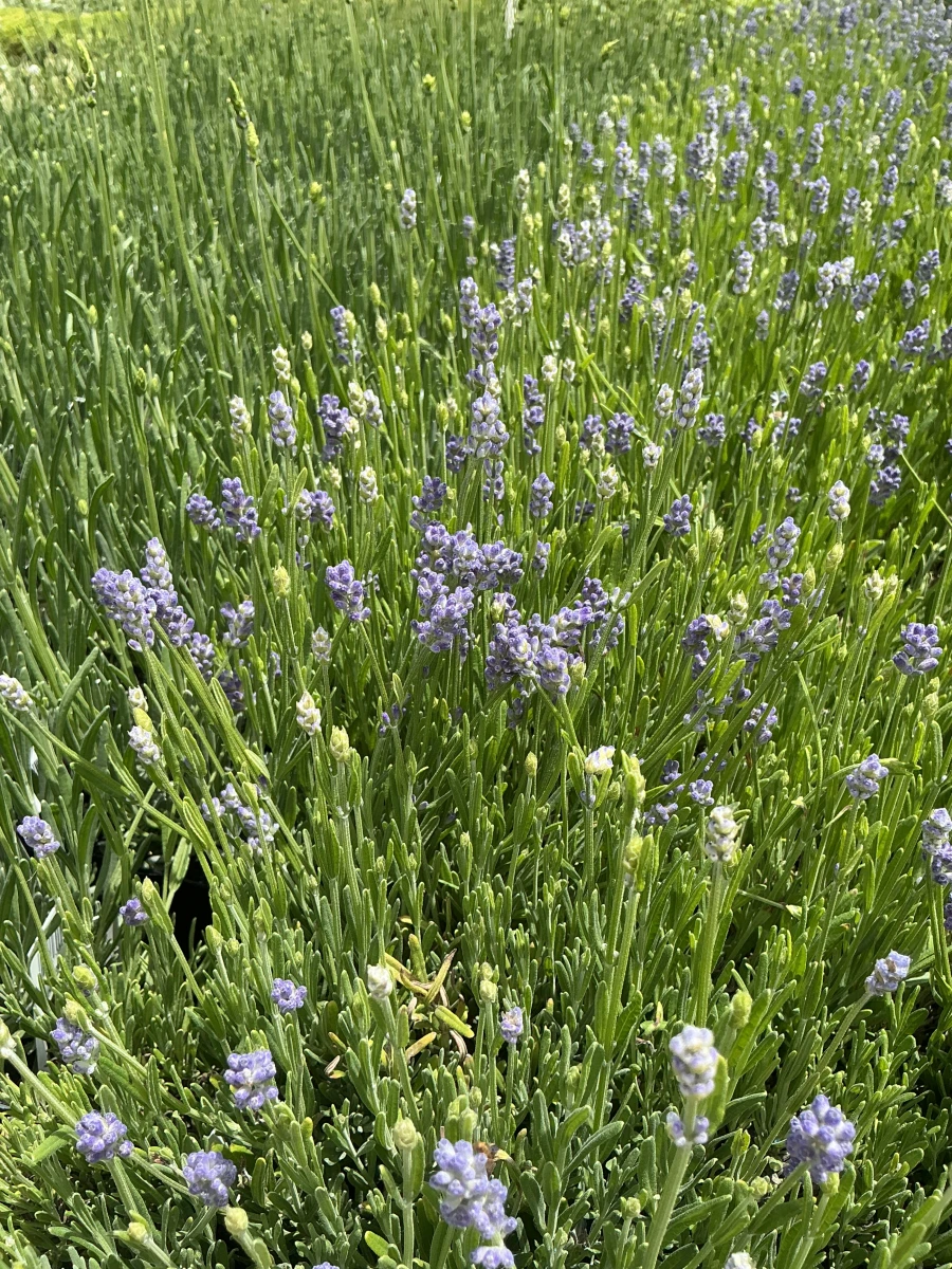 English Lavender