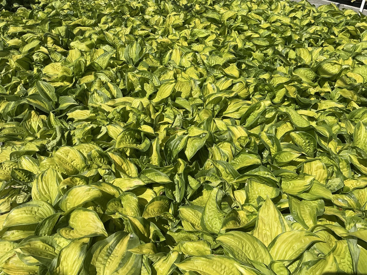 Plantain Lily