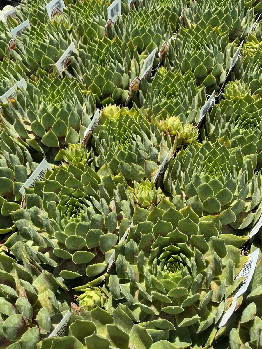 Hens and Chicks