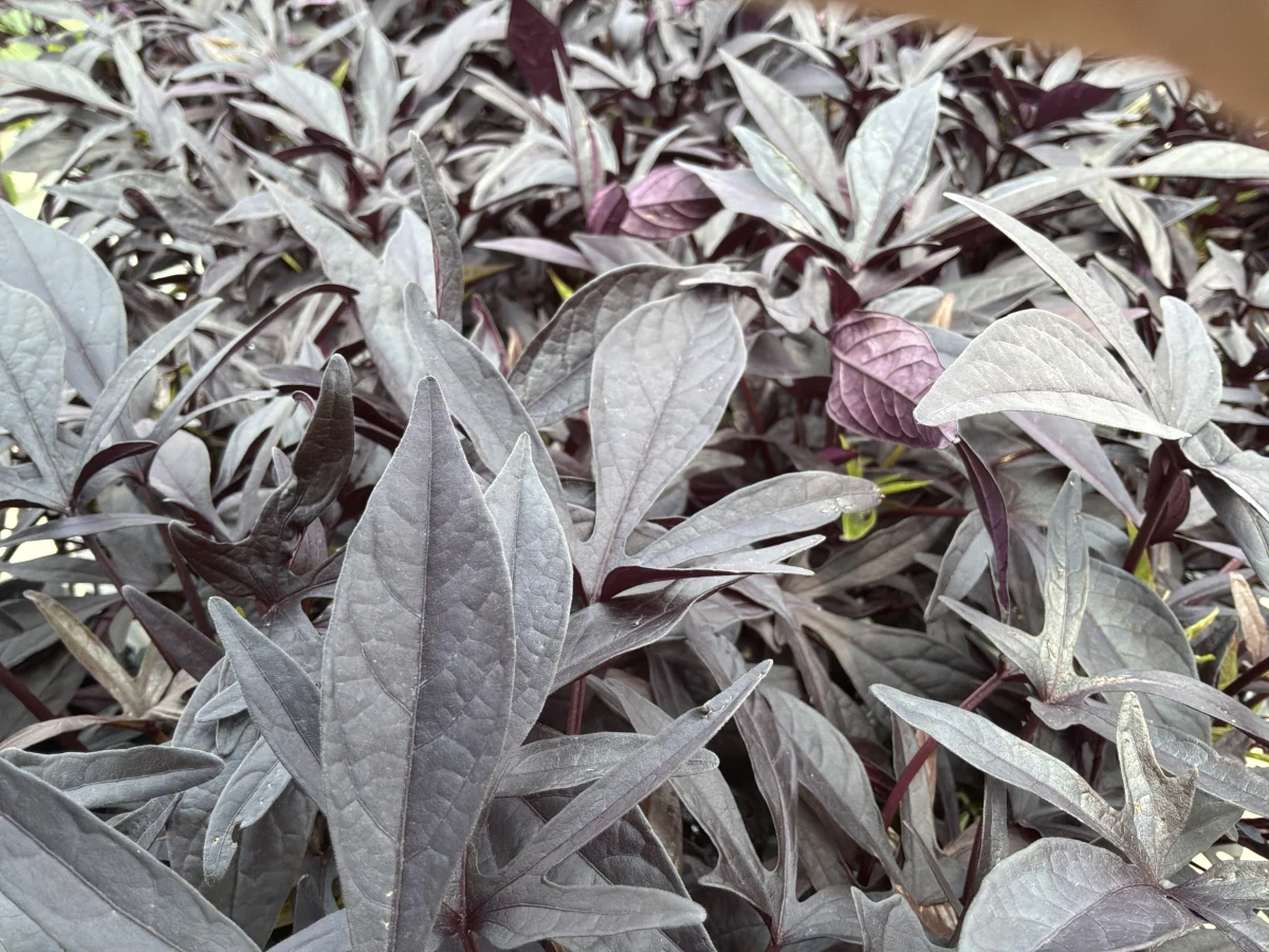 Sweet Potato Vine
