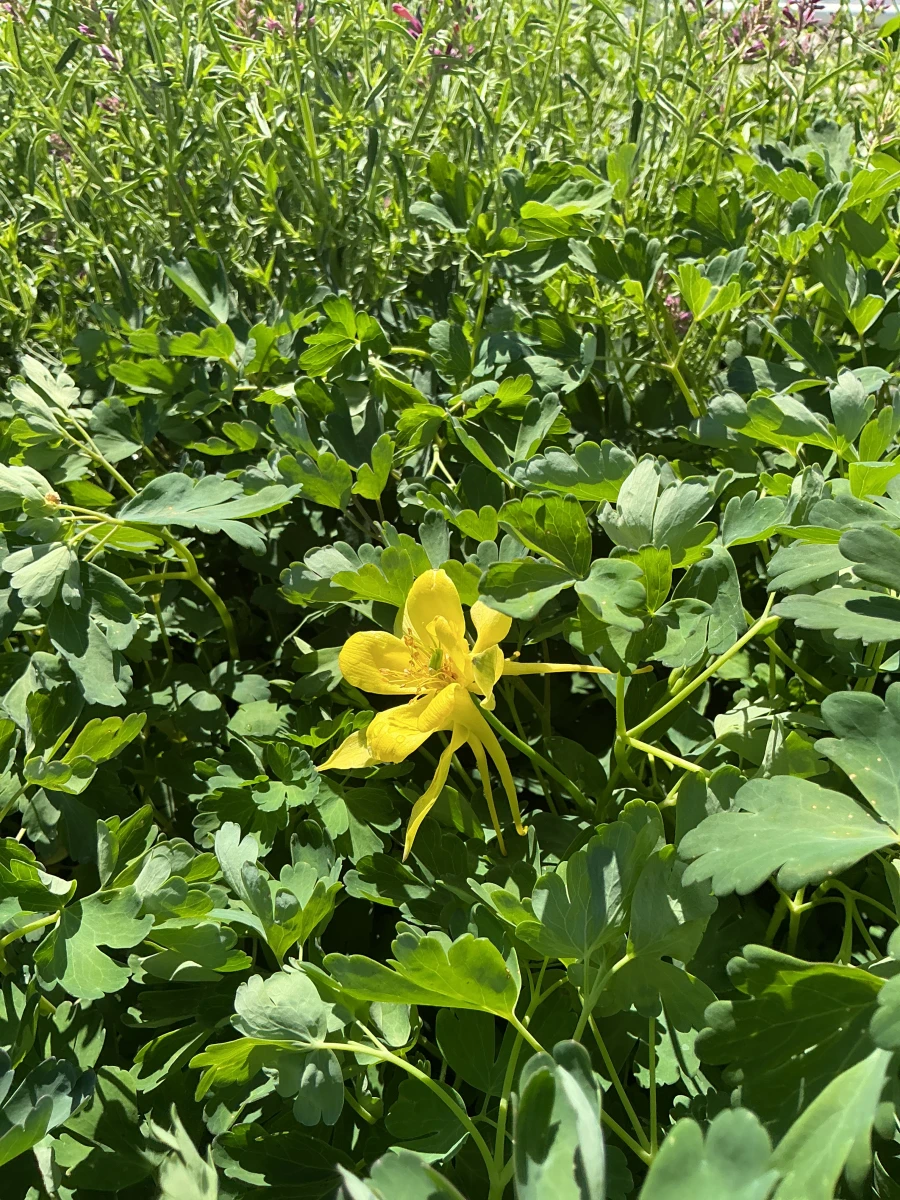 Golden Spur Columbine