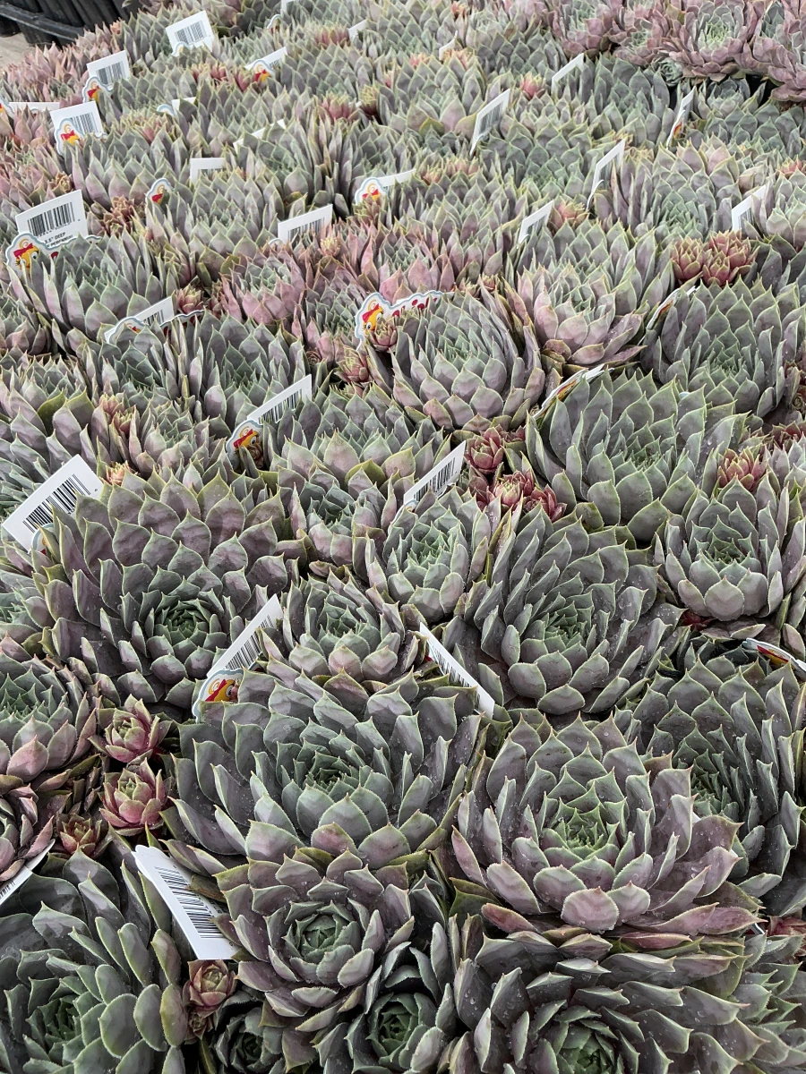 Hens and Chicks