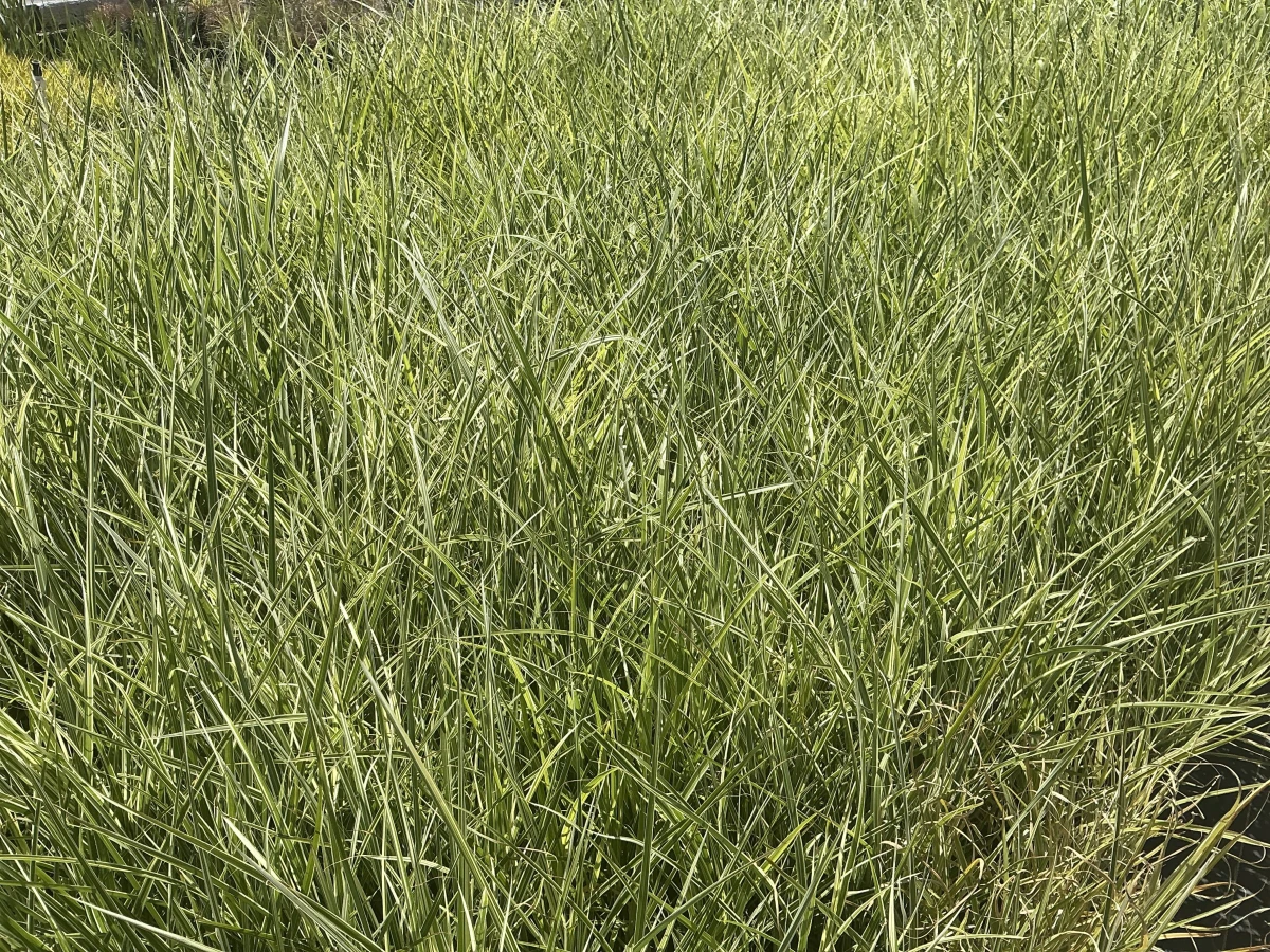 Maiden Grass
