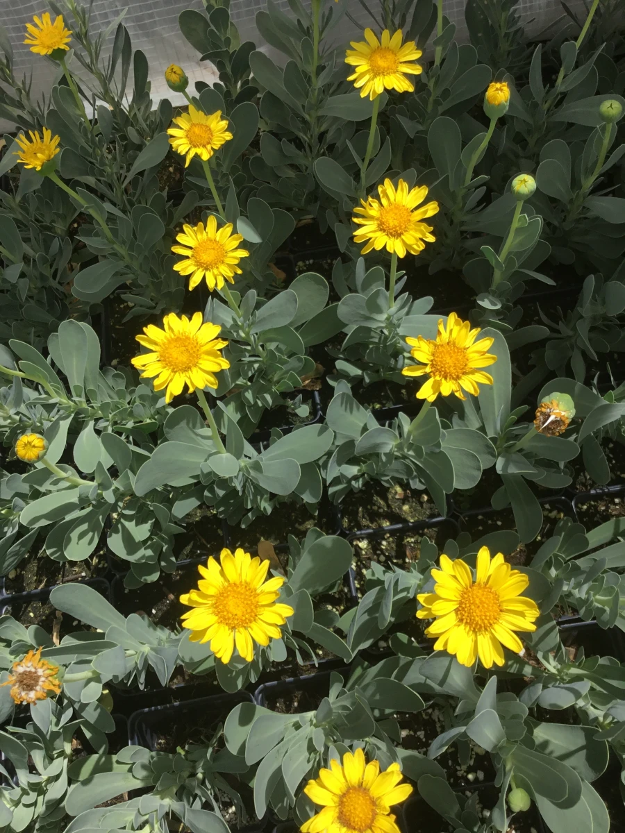 Barbary Ragwort