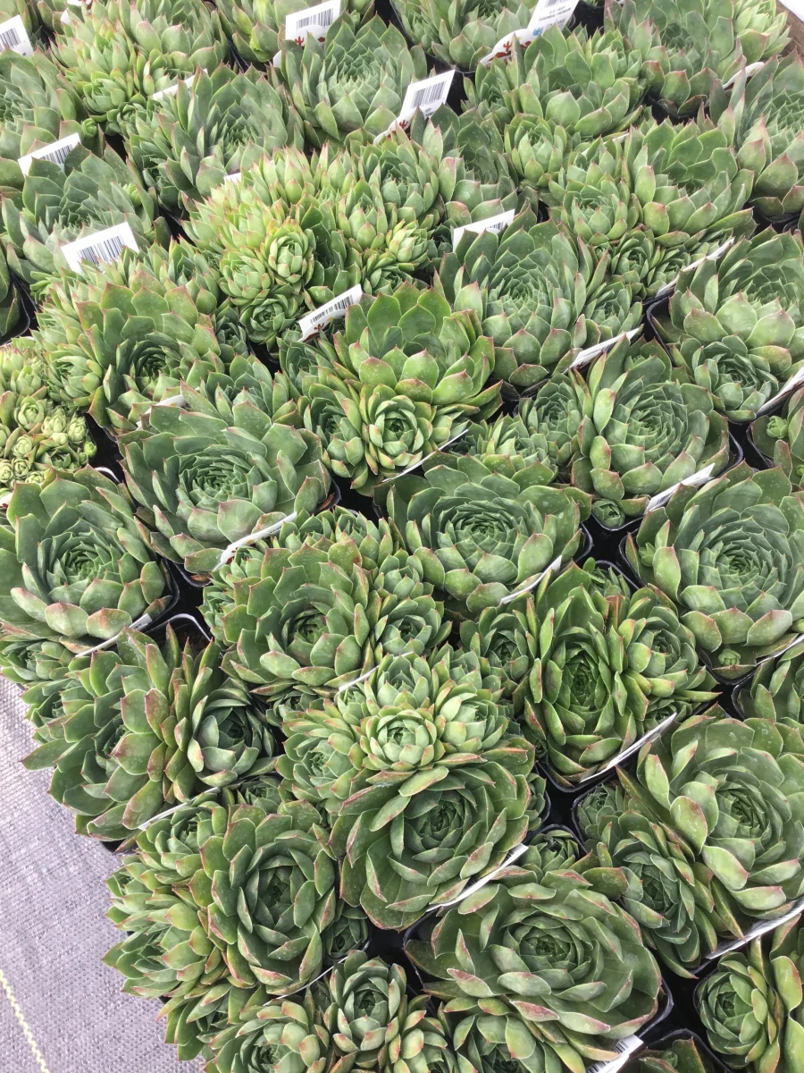 Hens and Chicks