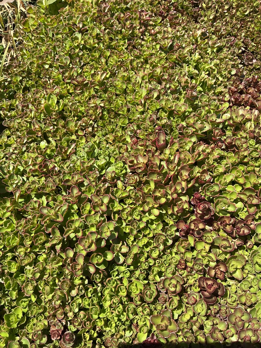 Stonecrop