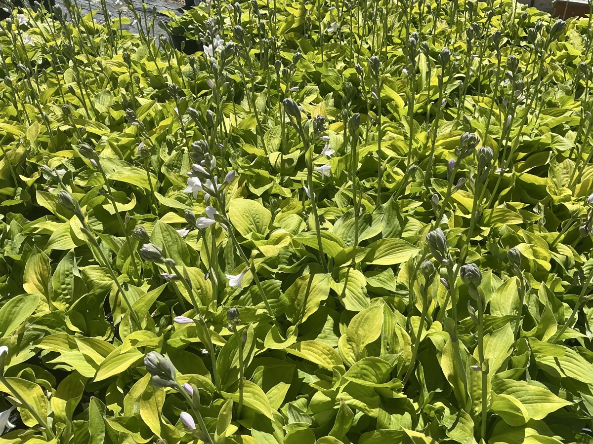 Plantain Lily