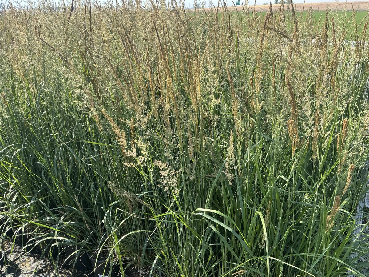 Feather Reed Grass