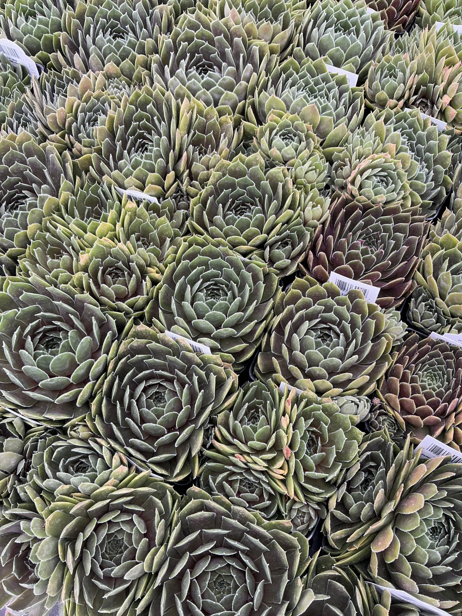 Hens and Chicks
